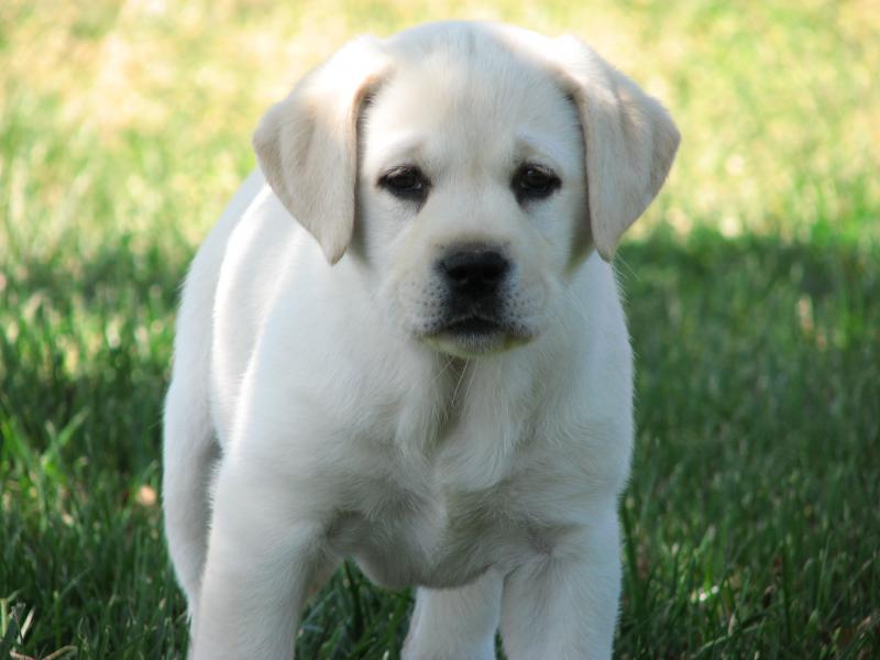 White English Labrador puppy