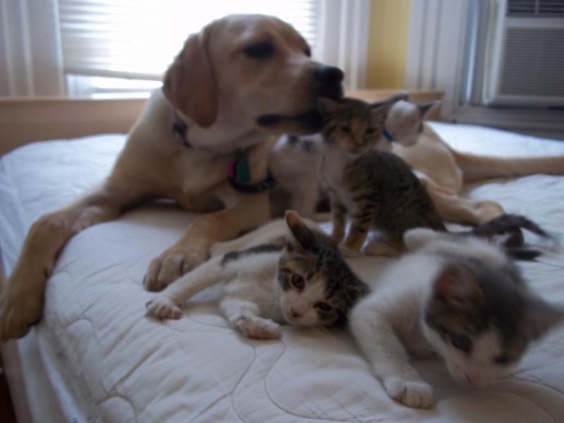 Yellow English Labrador lies on bed with litter of kittens