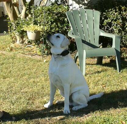 Adult white English Labrador