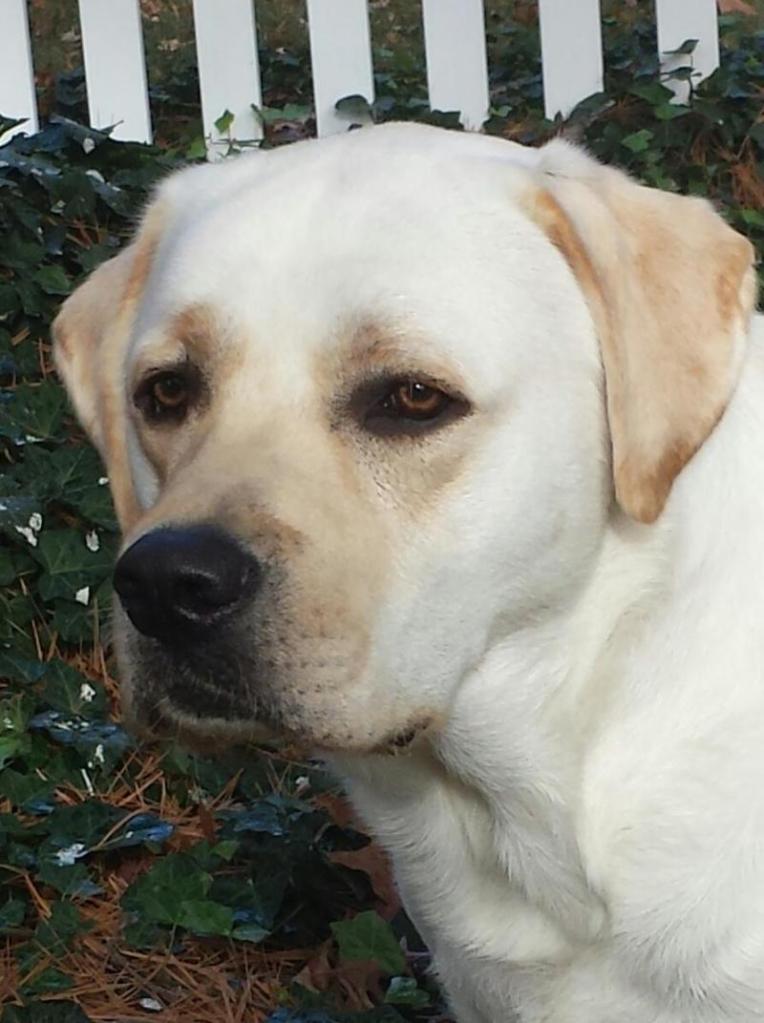 Face of an adult yellow English Labrador