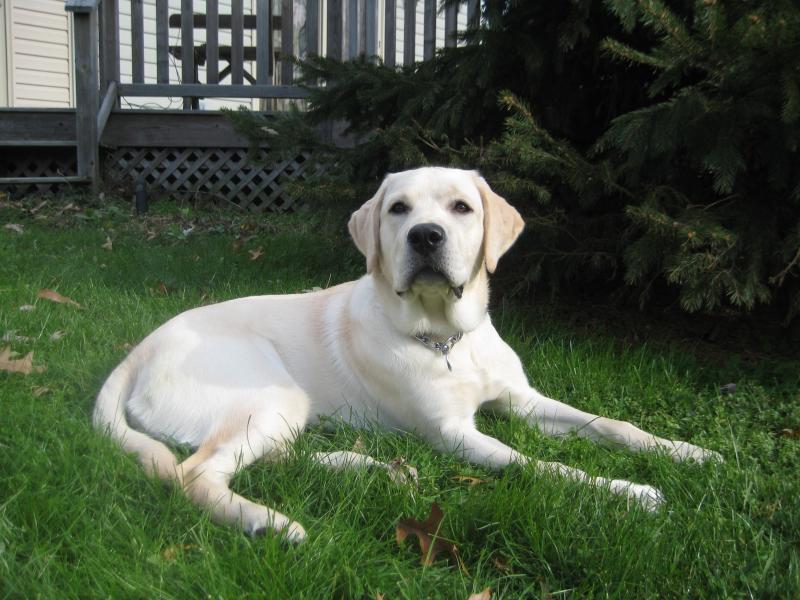 Adult cream-colored English Labrador