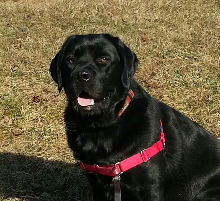 Adult black English Labrador