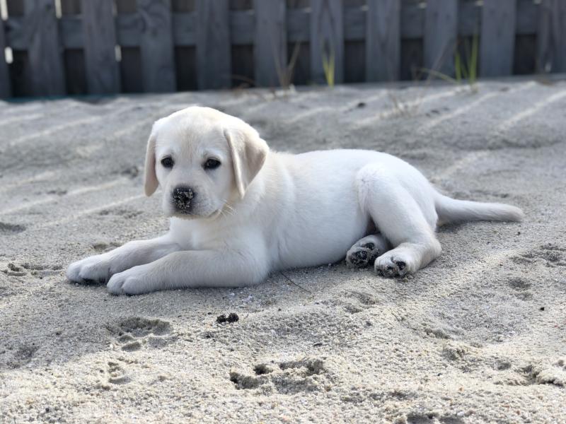 Small white English Laborador puppy lying on sand