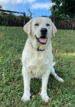 Toby, a large white English Labrador, sitting on a green lawn.