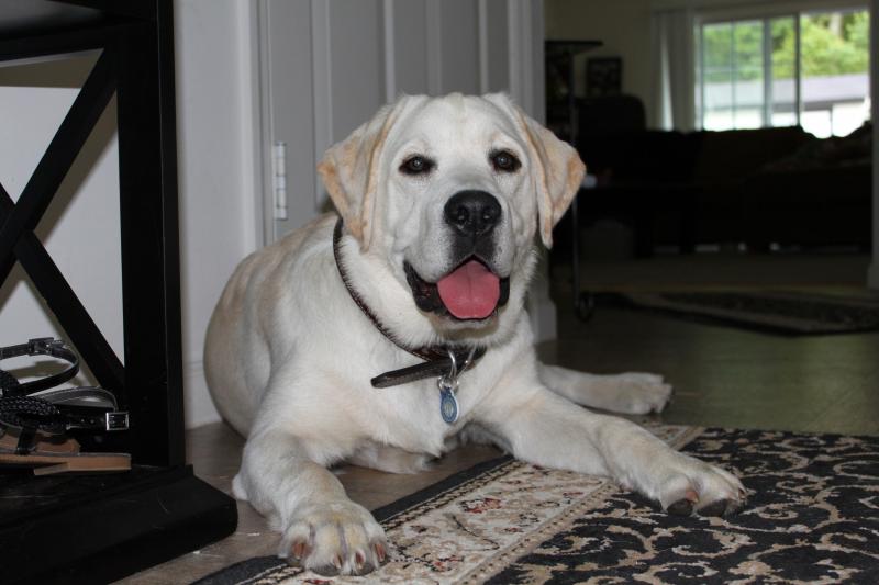 Adult cream-colored English Labrador
