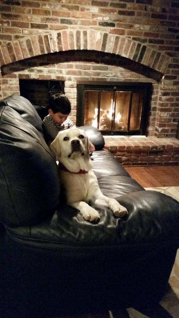 Child and adolescent white English Labrador sitting on a couch