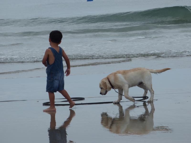 Little boy and large yellow English Labrador play in ocean