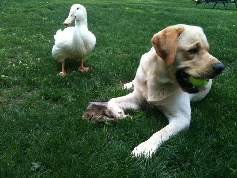 White duck standing next to adult yellow English Labrador with tennis ball
