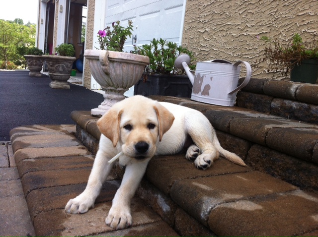 Yellow English Labrador puppy chewing on a stick
