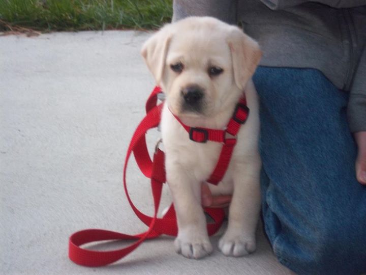 Yellow English Labrador puppy