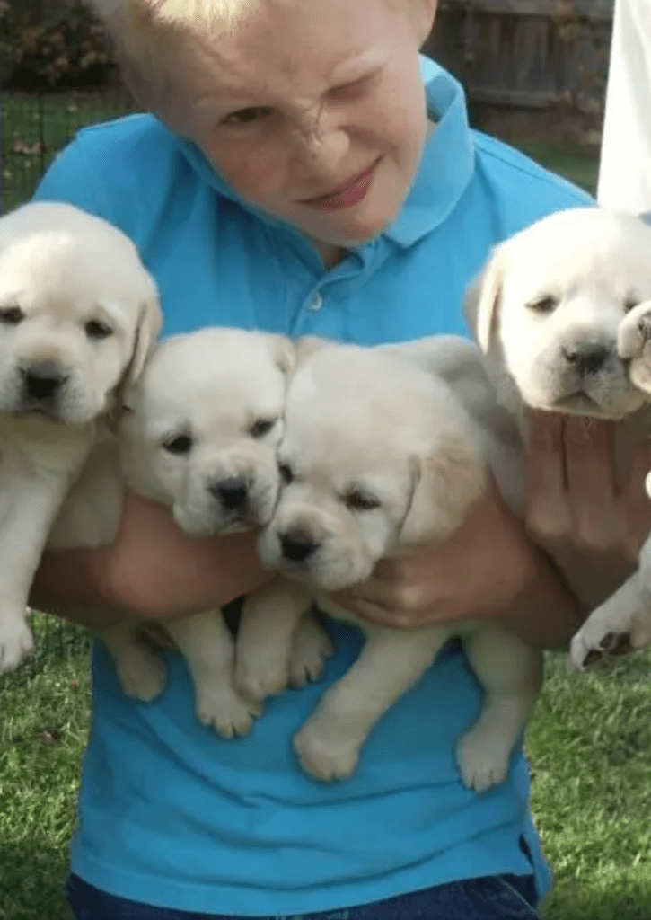 A boy stands with his arms full of white English Labrador puppies.