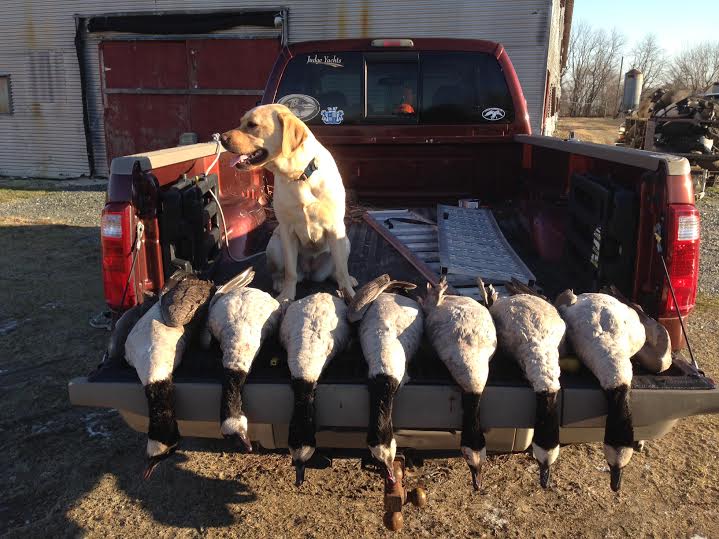 Adult yellow English Labrador sitting on pickup truck behind row of dead geese
