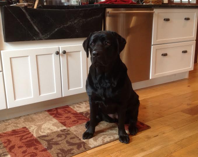 Adult black English Labrador