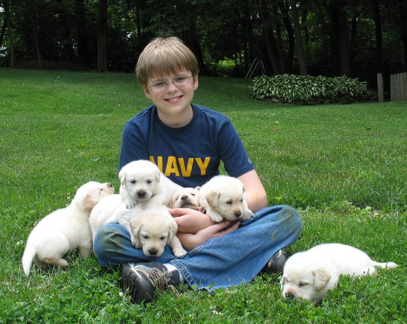 A boy sits with six white English Labrador puppies playing on his lap.