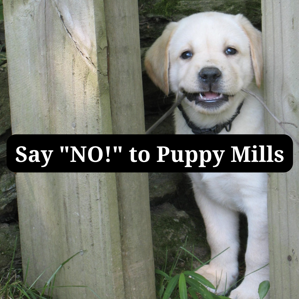 Puppy with stick in mouth overlayed with text: "Say 'NO!' to Puppy Mills"