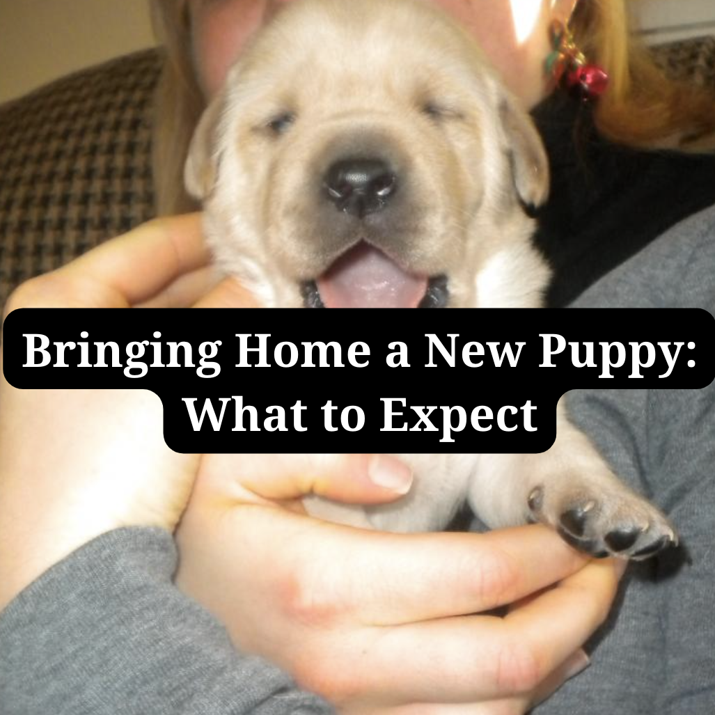 Woman holding puppy overlayed with text: "Bringing Home a New Puppy: What to Expect"